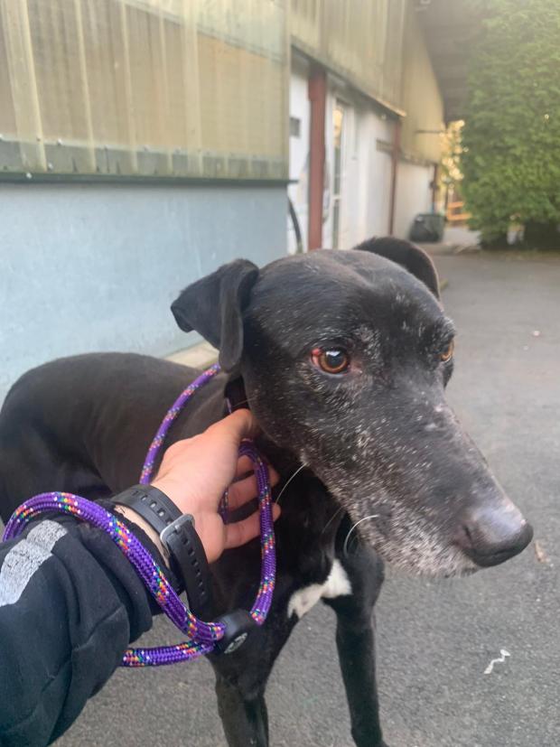 Penarth Times: Bullet - 10 years old, male, Lurcher. Radgy and Bullet are Lurcher lovers dream dogs. They love to play with each other, love chasing balls and love to give love and cuddles. We would love for them to be homed together but would also consider homing them
